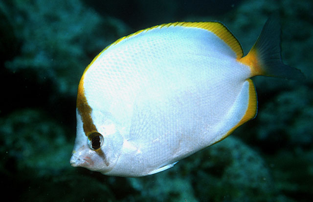 Chaetodon sanctaehelenae